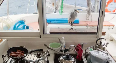 Bold Egret. This guy wanted to come inside. Maybe he likes bacon?