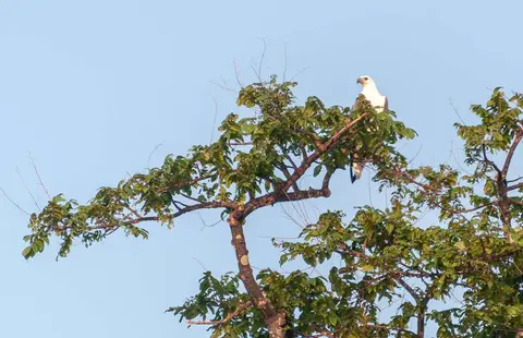 Brahminy Kite. The symbol of Langkawi.