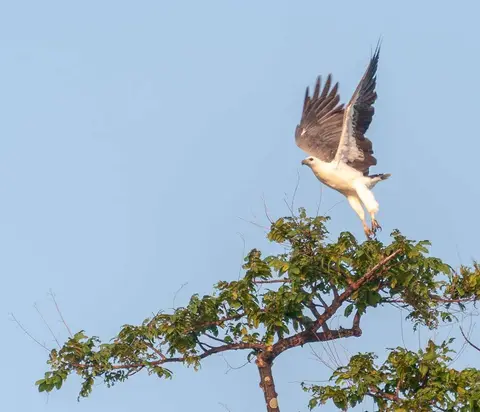 Brahminy Kite Takes Flight