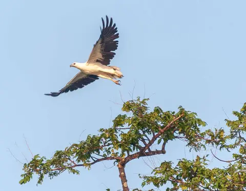 Langkawi 'eagle' in flight. Not actually an eagle but a kite.