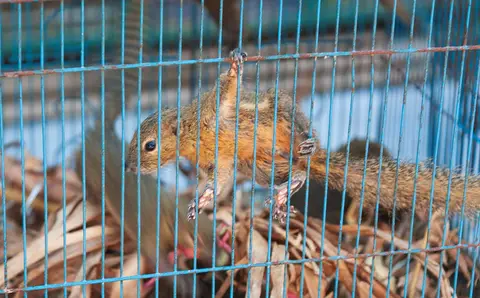 Squirrel for Sale. The animal market in Malang