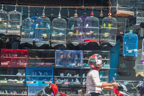 Birds for Sale
