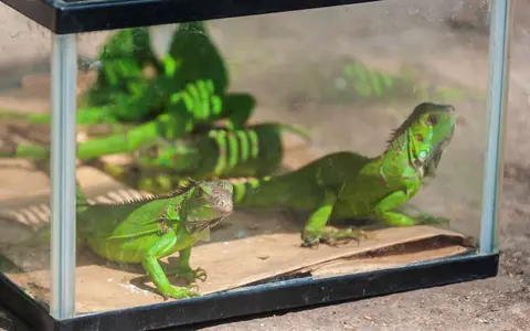 Green Lizards for Sale