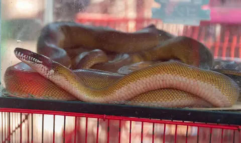 Serpents for Sale