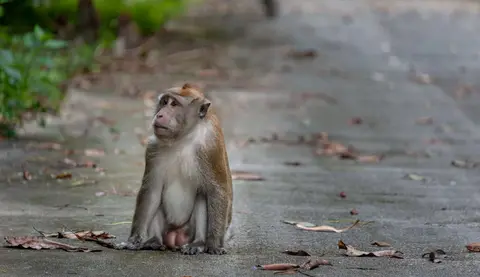 Long-tailed macaque. Forty thousands macaques are 'used' every year in the name of science.