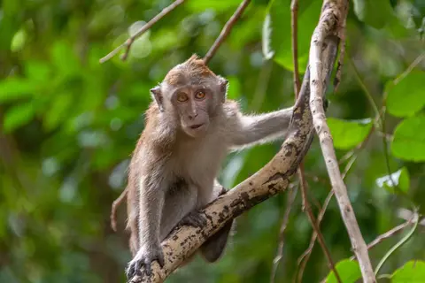 Young Longtailed Macaque