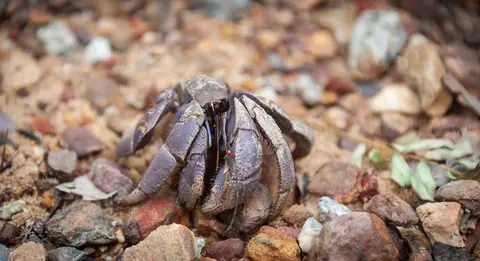 Hermit crab.. The other name for the Long-Tailed Macaque is the Crab-Eating Monkey