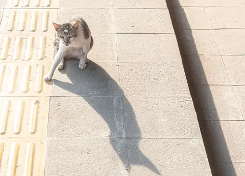 Sabang Cat