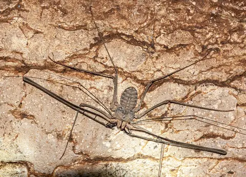 Scorpion. Our guide called this a scorpion. It's about 40 cm across those long arms.