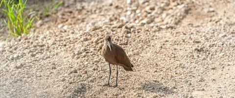 Bird