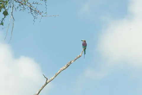 White-thoated Beeeater on a Dead Branch. Not too sure about this one but it's definitely a bird!