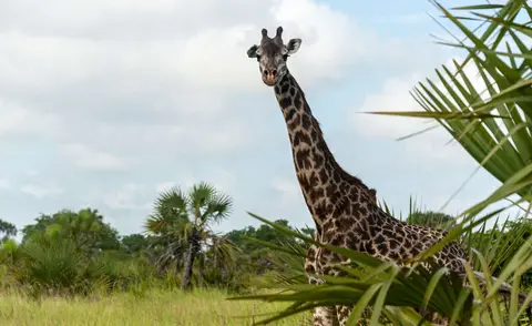 Giraffe