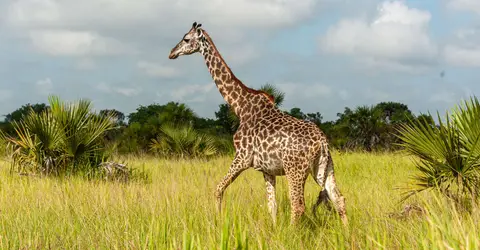 Giraffe