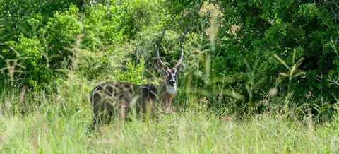 Male Water Buck