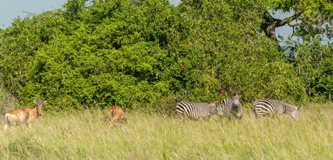 Zebras. The only mob of zebra we saw.