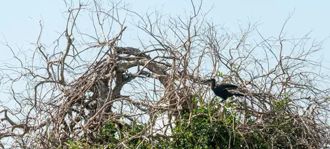 Hornbill