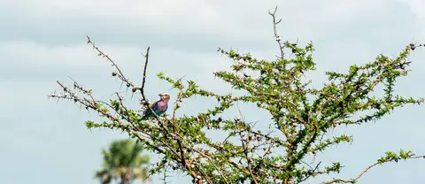 Beeeater. Is there any other noun with three e's?
