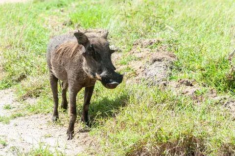 Bush Pig. The pigs are safe because the villagers are Muslim!