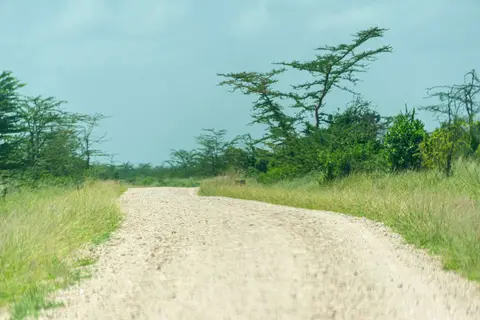Saadani National Park Road. Rare sight of a good road.