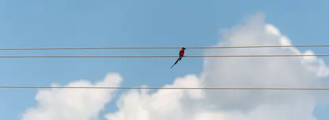Beeeater on a Wire