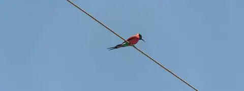 Madagascar Beeeater
