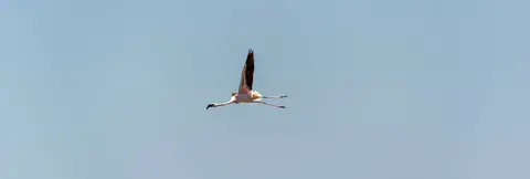 Flamingo. They look a lot more elegant on the ground.