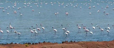 Flamingos