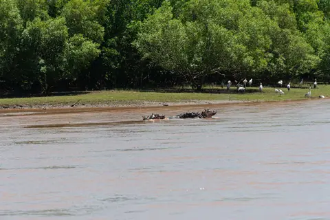 Hippopotomuses. The only mob of hippos we saw.