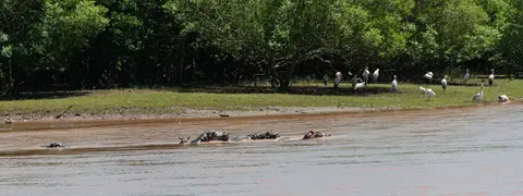 Hippos