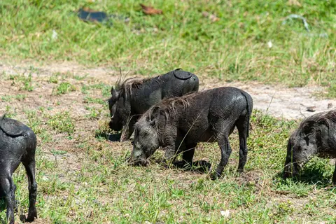 Bush Pigs. They kneel to feed.