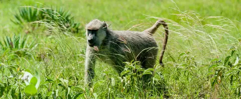 Baboons are Common.
