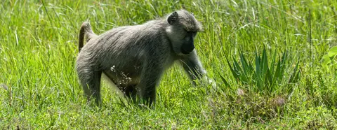 Baboon. Baboons are everywhere.