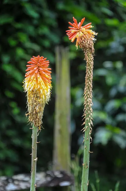 Red Hot Poker Plant