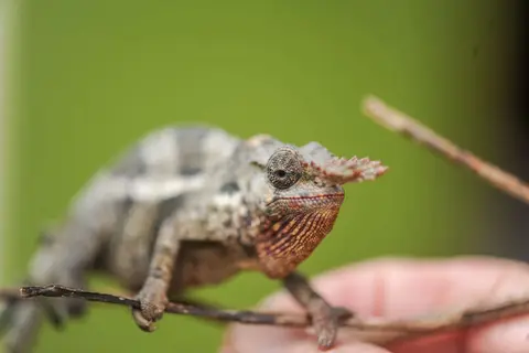 Male Chameleon. Males have horns on their head.
