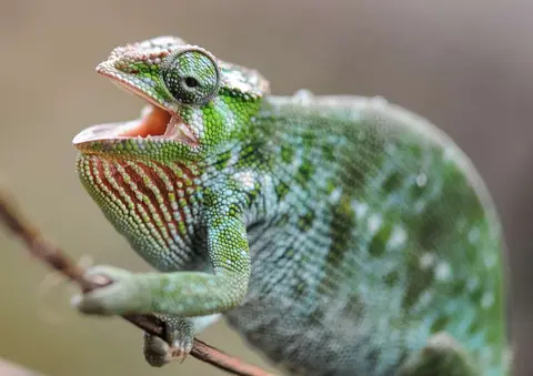 Female Chameleon. Females lack horns.