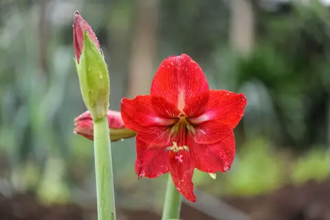 Lilly