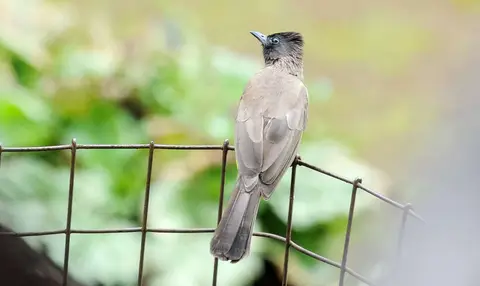 SBB. (Twitcher-speak for Small Brown Bird)