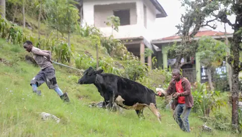 Reluctant Cow