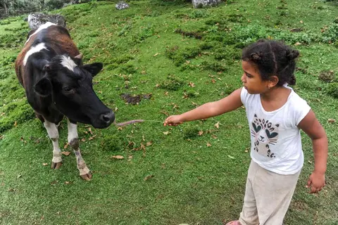 Bold Girl, Shy Cow