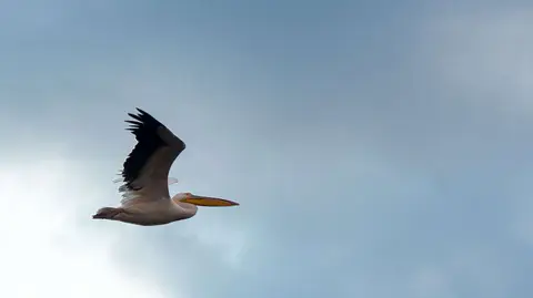 Pelican