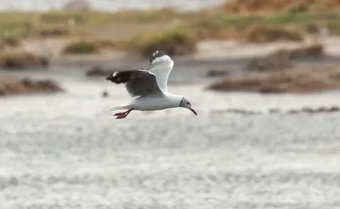 Grey Headed Gull