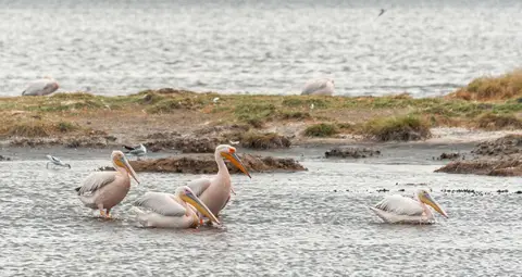Pelican Family