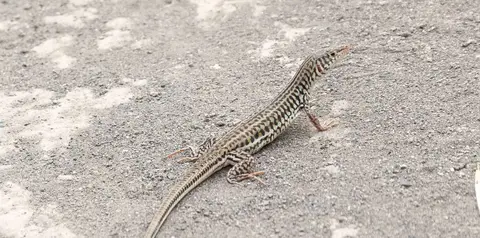 Lizard