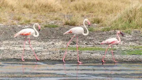 Elegant Flamingos