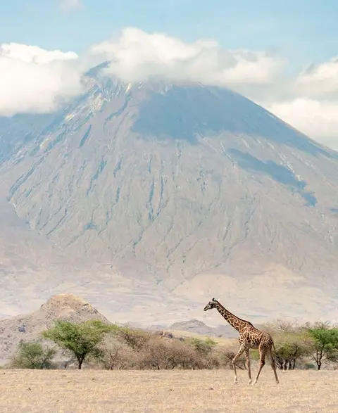 Giraffe against Ol Doinyo Lengai