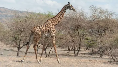 Giraffe. Surely the most graceful of animals.