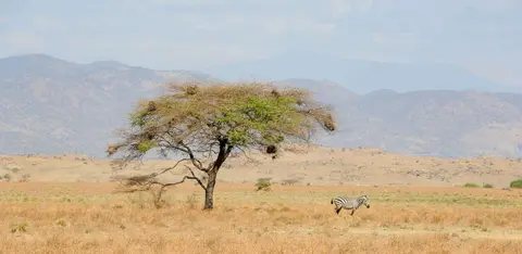 Tree and Zebra