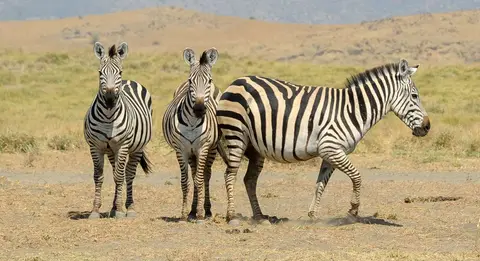 Zebra Family