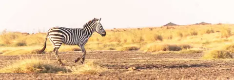 Zebra Filly