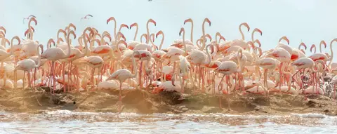 Early Morning at the Flamingo Colony